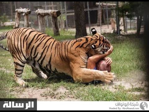 شاهد قبل الحذف.. فيديو مسرب نمر يغدر بمدربه في “هجوم مروع” في السيرك أمام الجميع