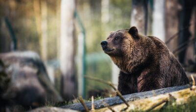 متهمة بالتهجم.. العثور على جيفة أنثى الدب بإيطاليا