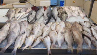 30% انخفاضًا في أسعار الأسماك بأسواق الشرقية