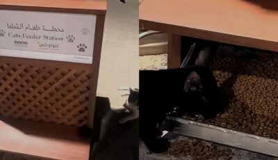 أول محطة رسمية لإطعام قطط الشوارع في جدة .. فيديو