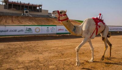 انطلاق منافسات كأس الاتحاد السعودي للهجن الأحد المقبل