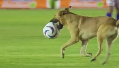 كلب يقتحم الملعب خلال مباراة في الدوري المكسيكي ويسرق الكرة .. فيديو