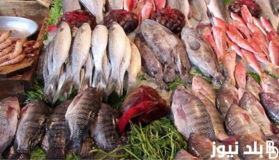 "طازه ومجمد" اسعار السمك اليوم للمستهلك الاثنين 12 فبراير2024 في الاسواق التجارية