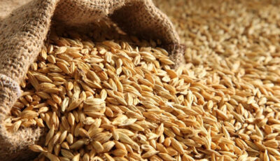جريدة الصباح نيوز – متعاملون أوروبيون: تونس تطرح مناقصة لشراء 100 ألف طن من القمح اللين